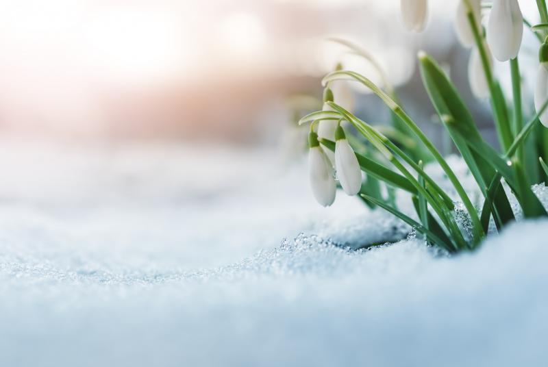 A Time for Growth White flowers blooming out of the snow